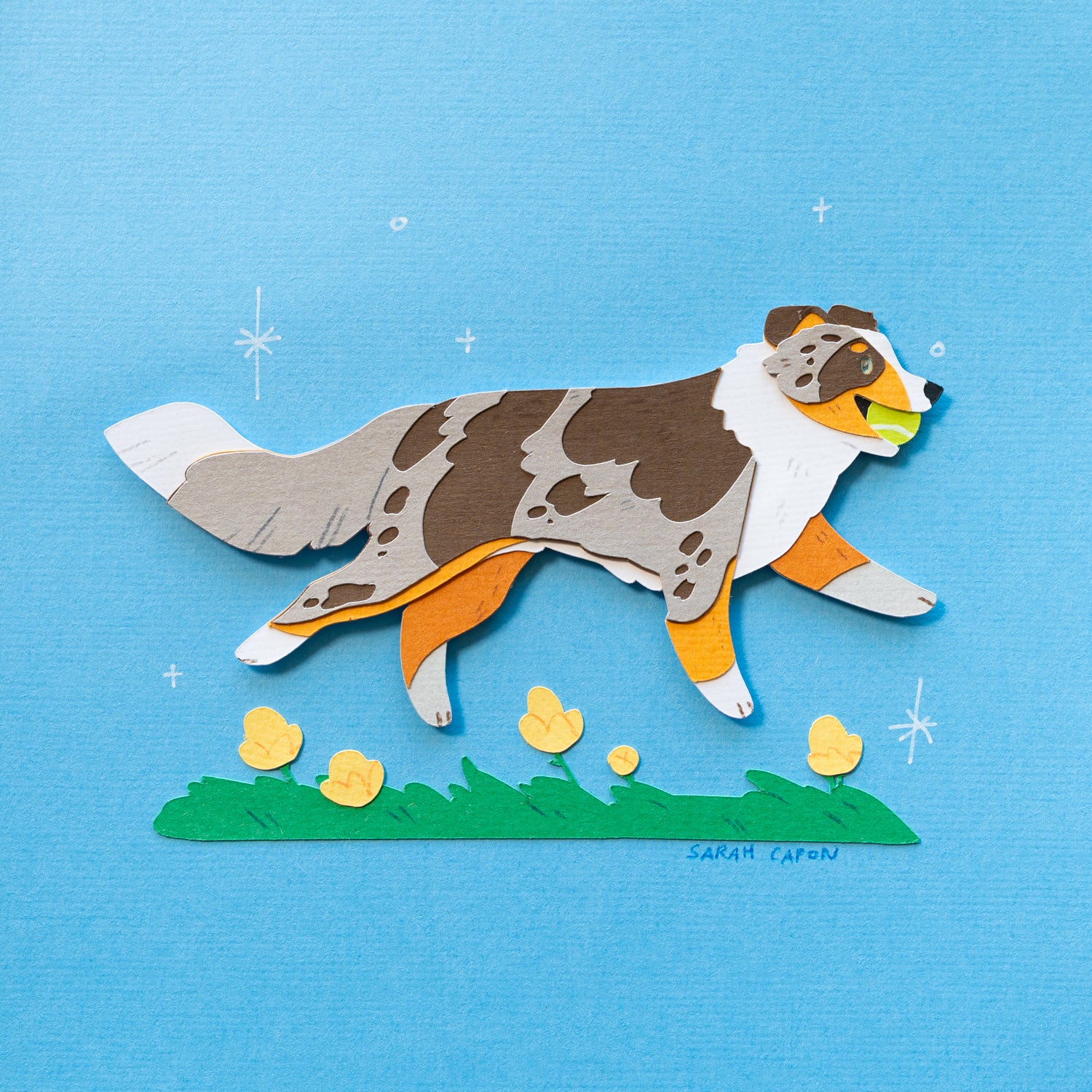 Australian Shepherd