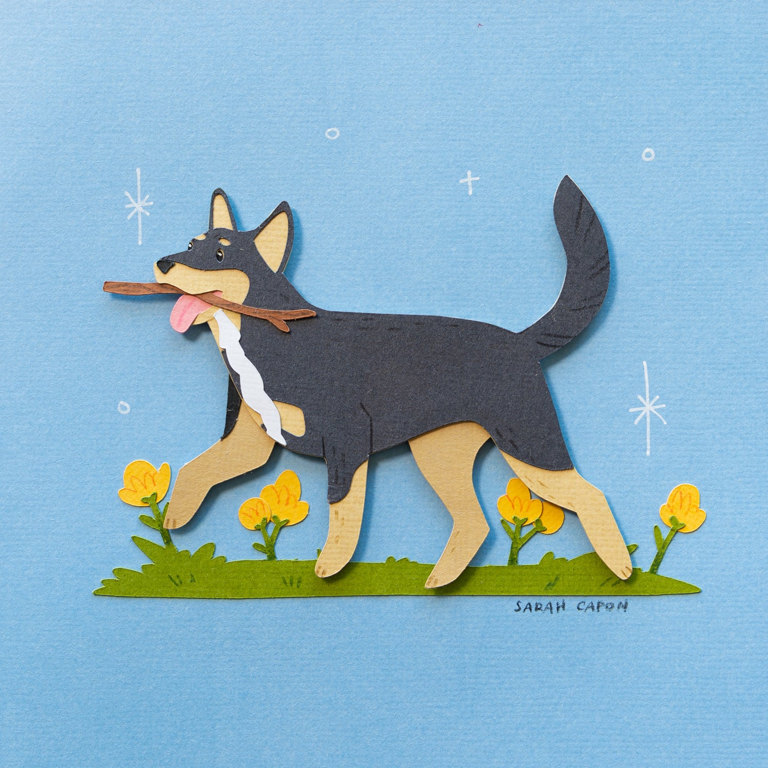 Australian Kelpies