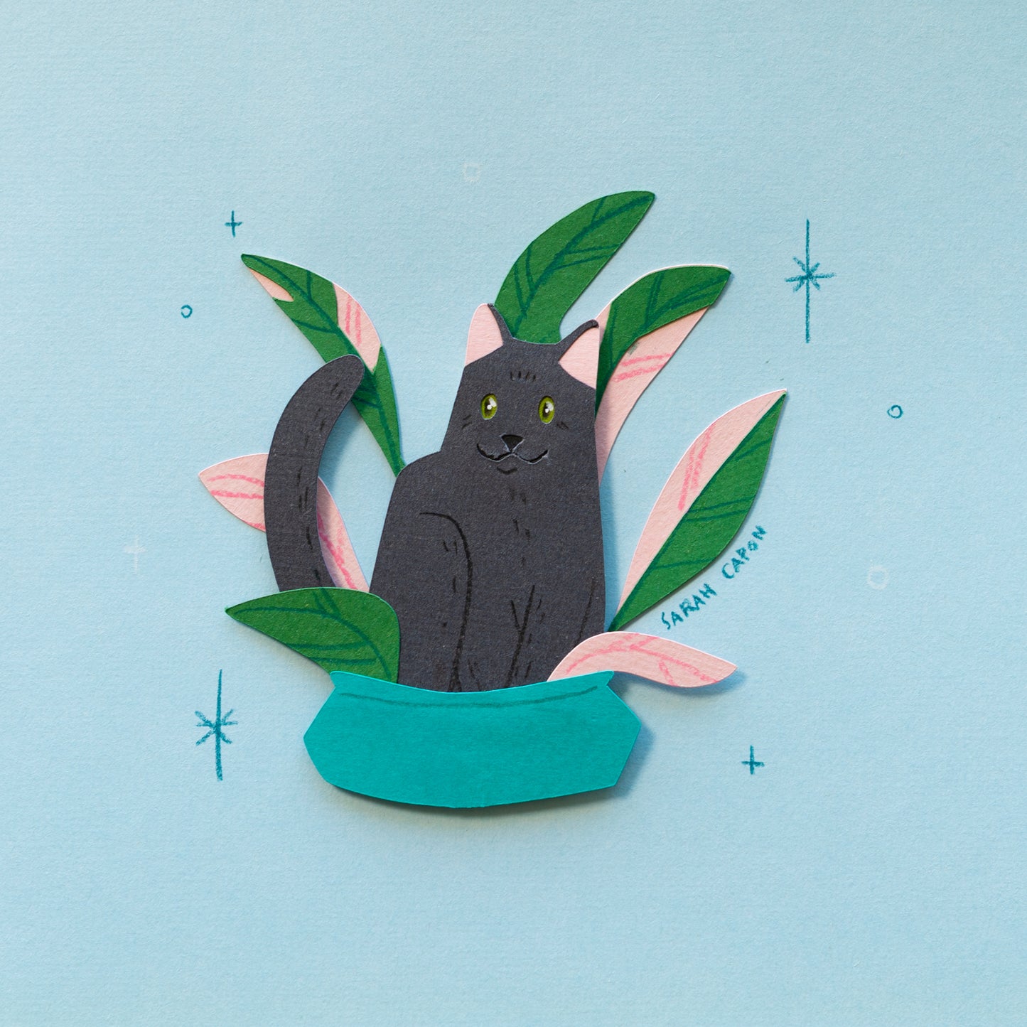 Black Cats in Plants