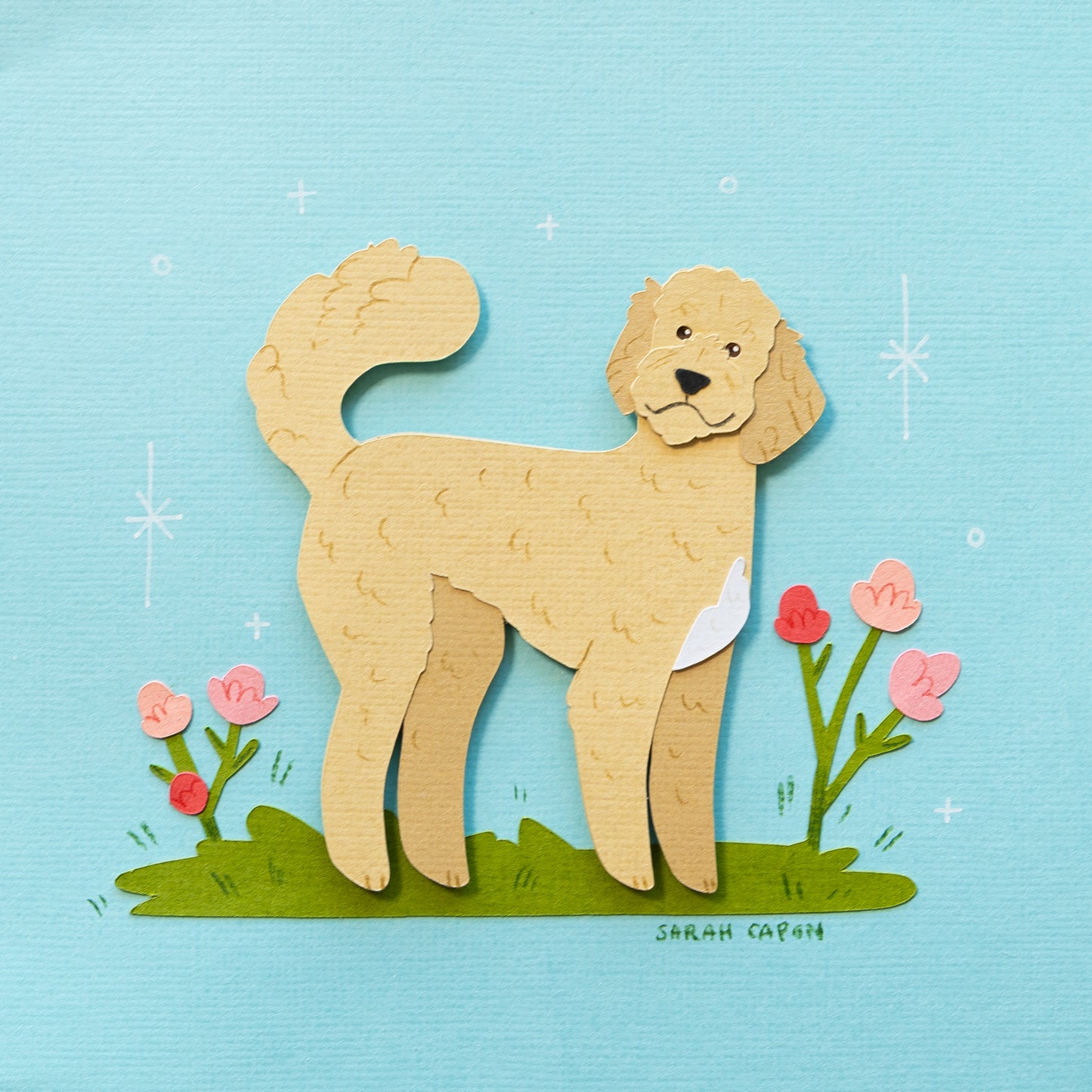 Fluffy Poodle / Oodle