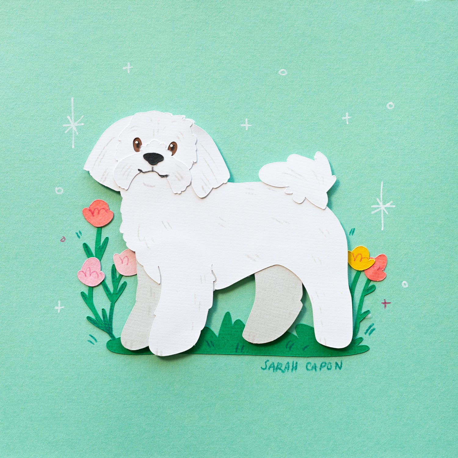Shih Tzu