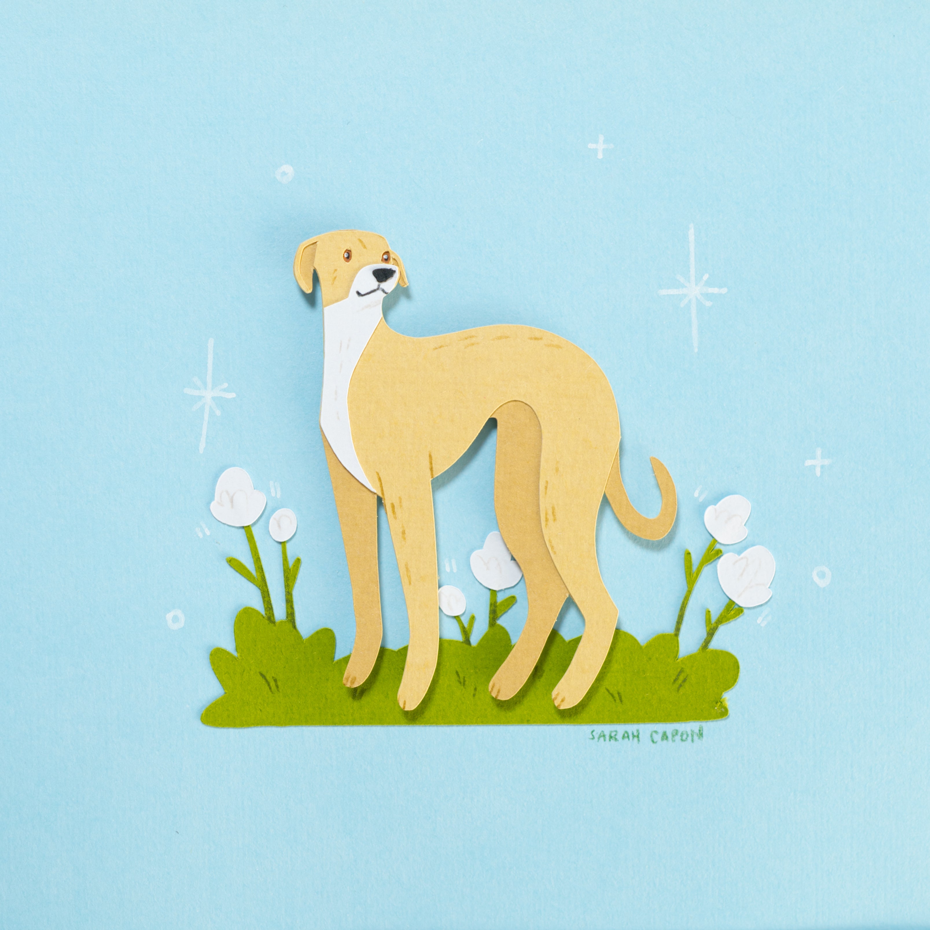 Italian Greyhound
