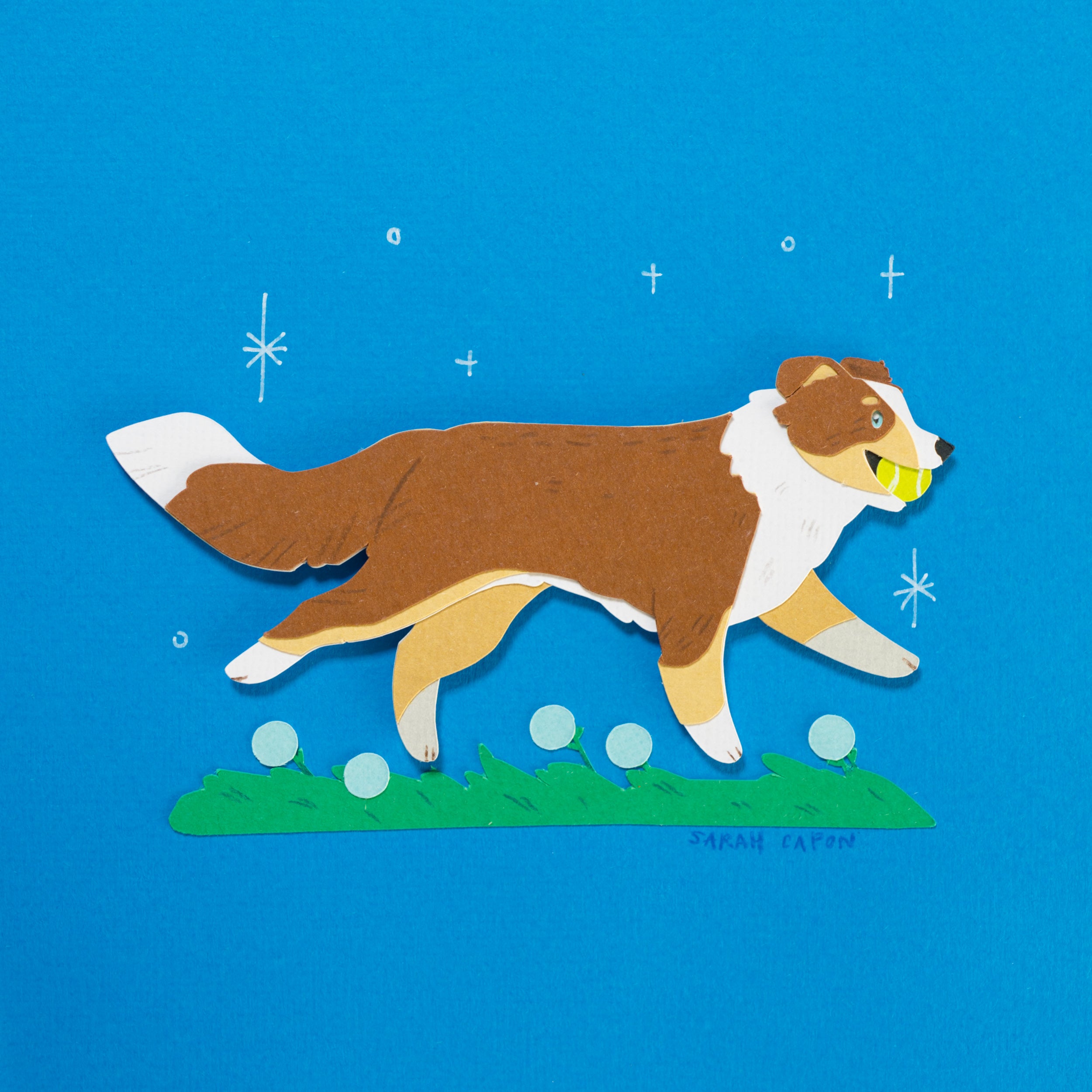 Australian Shepherd
