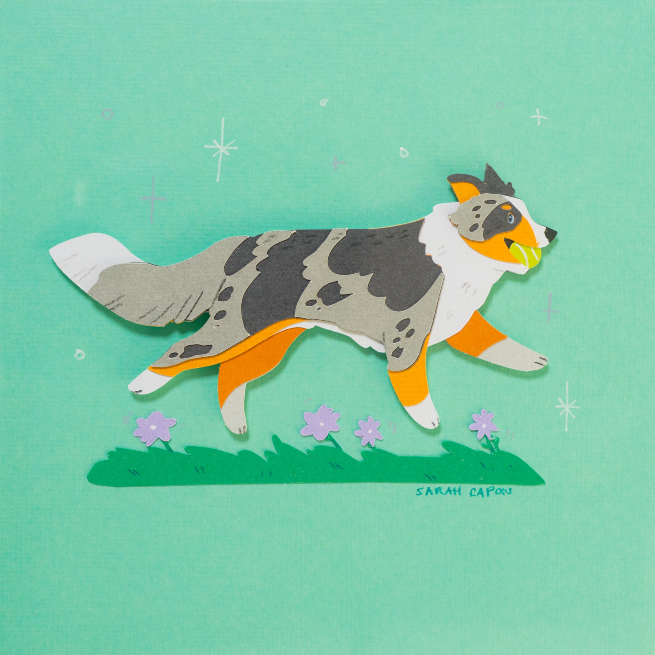 Border Collie