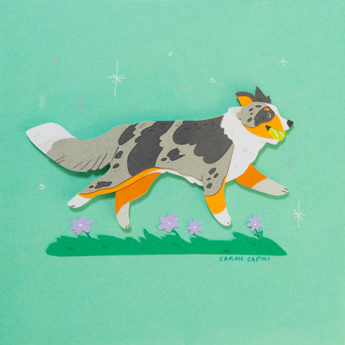 Border Collie