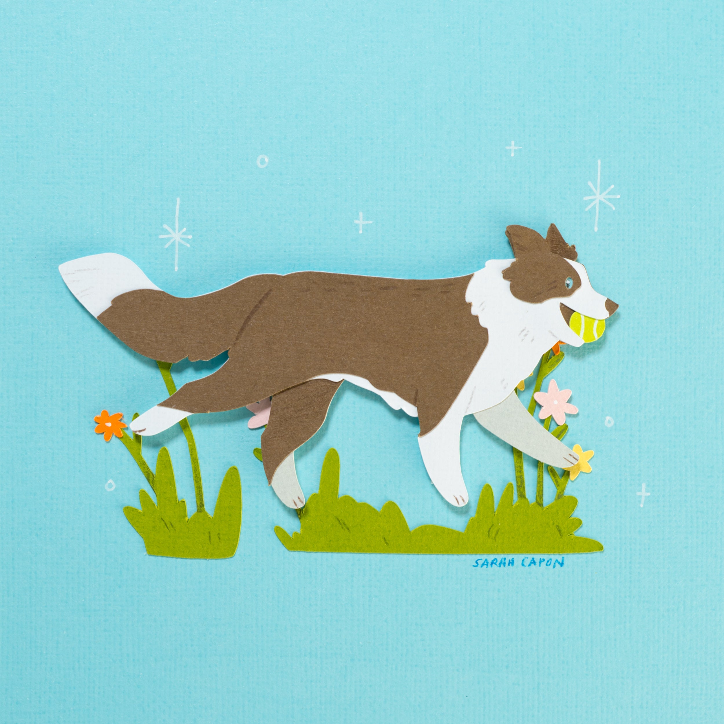 Border Collie