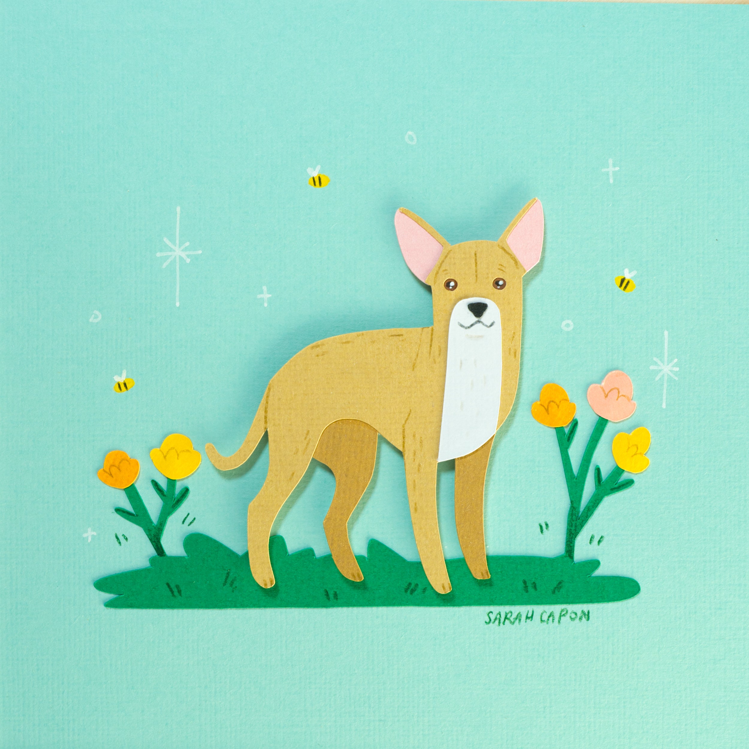 Chihuahua