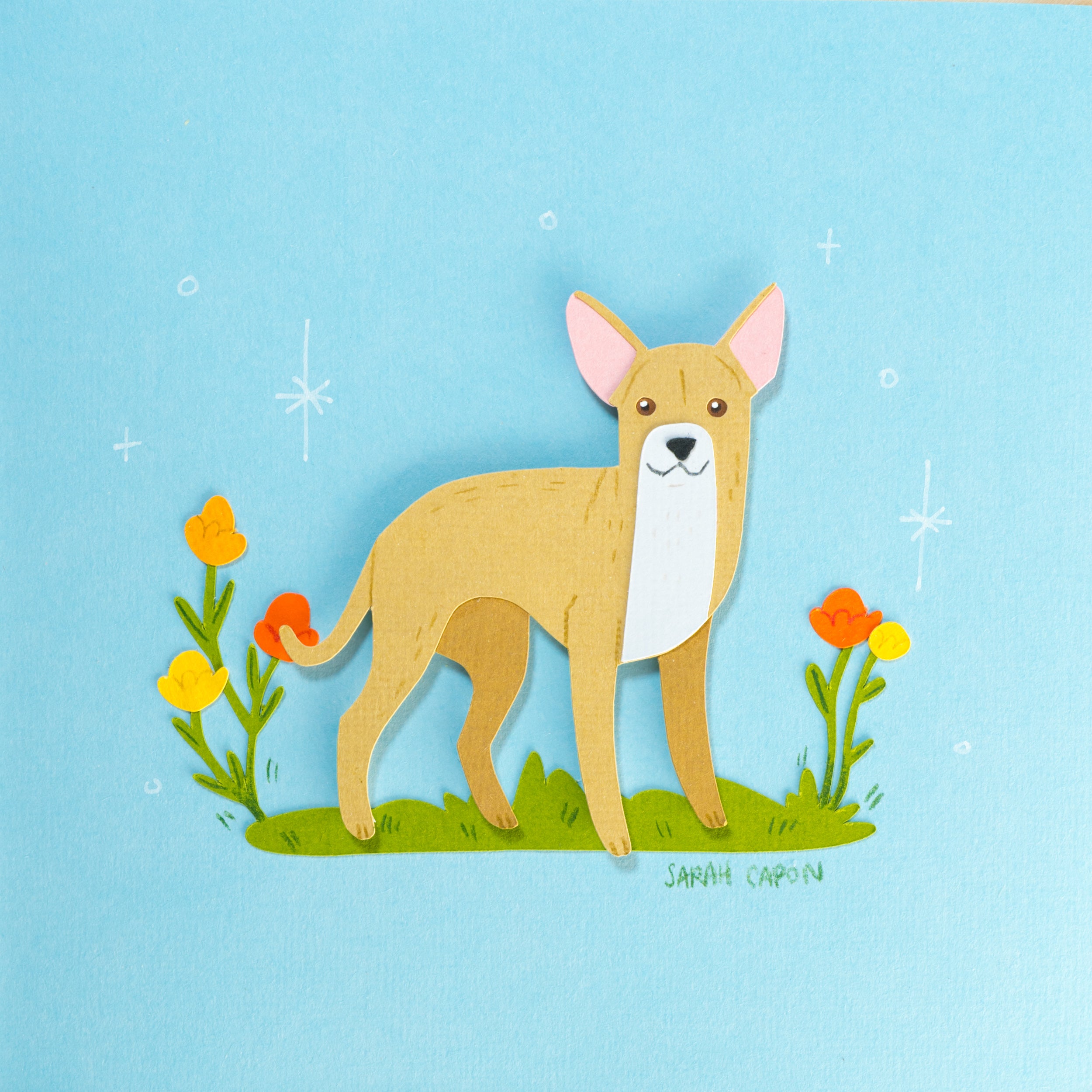Chihuahua