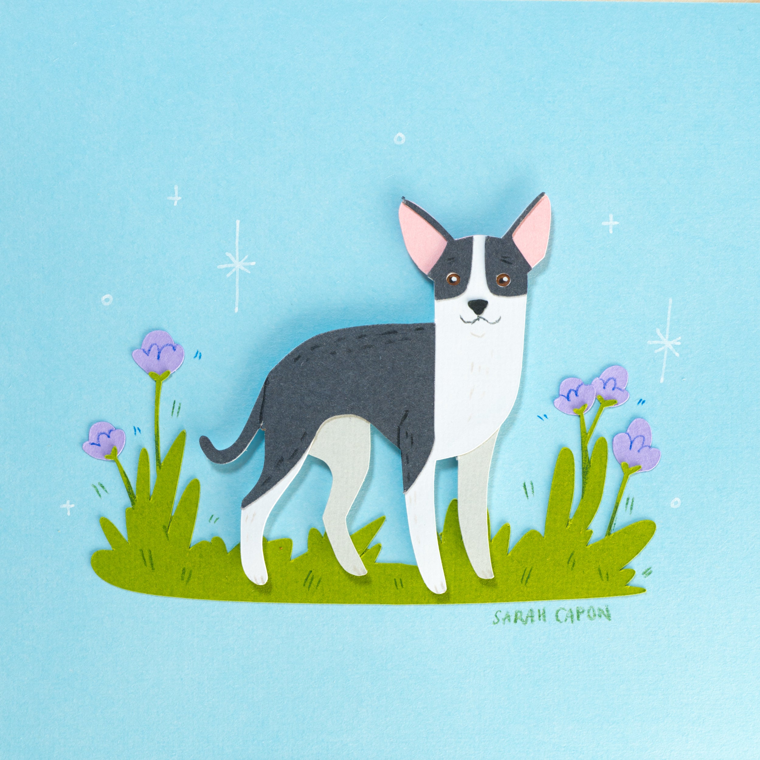 Chihuahua