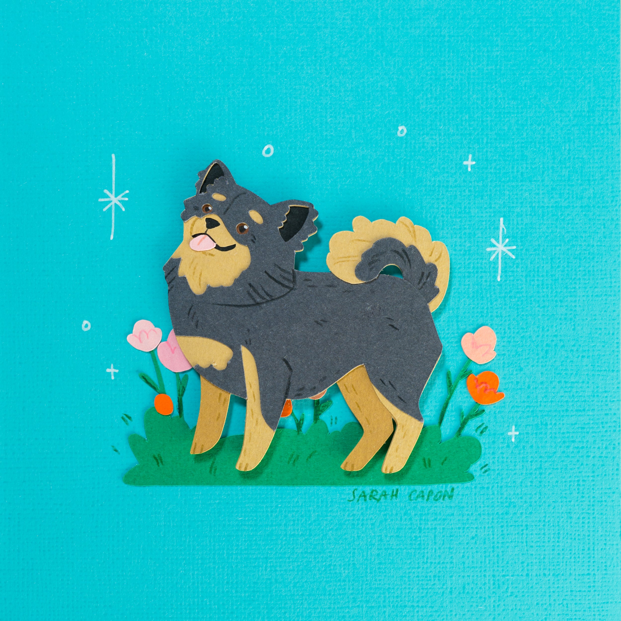 Pomeranian / Fluffy Chihuahua