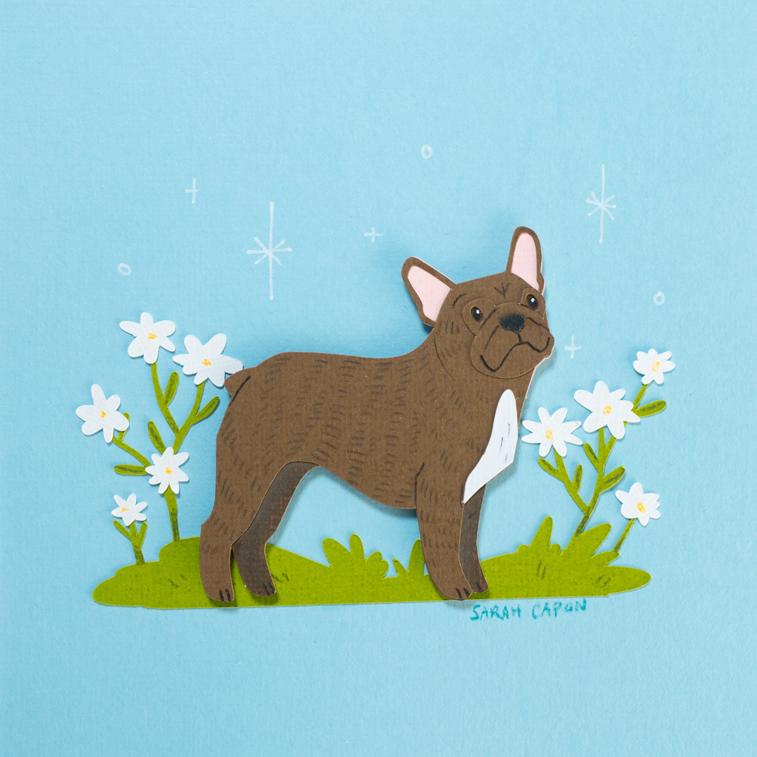 French Bulldogs