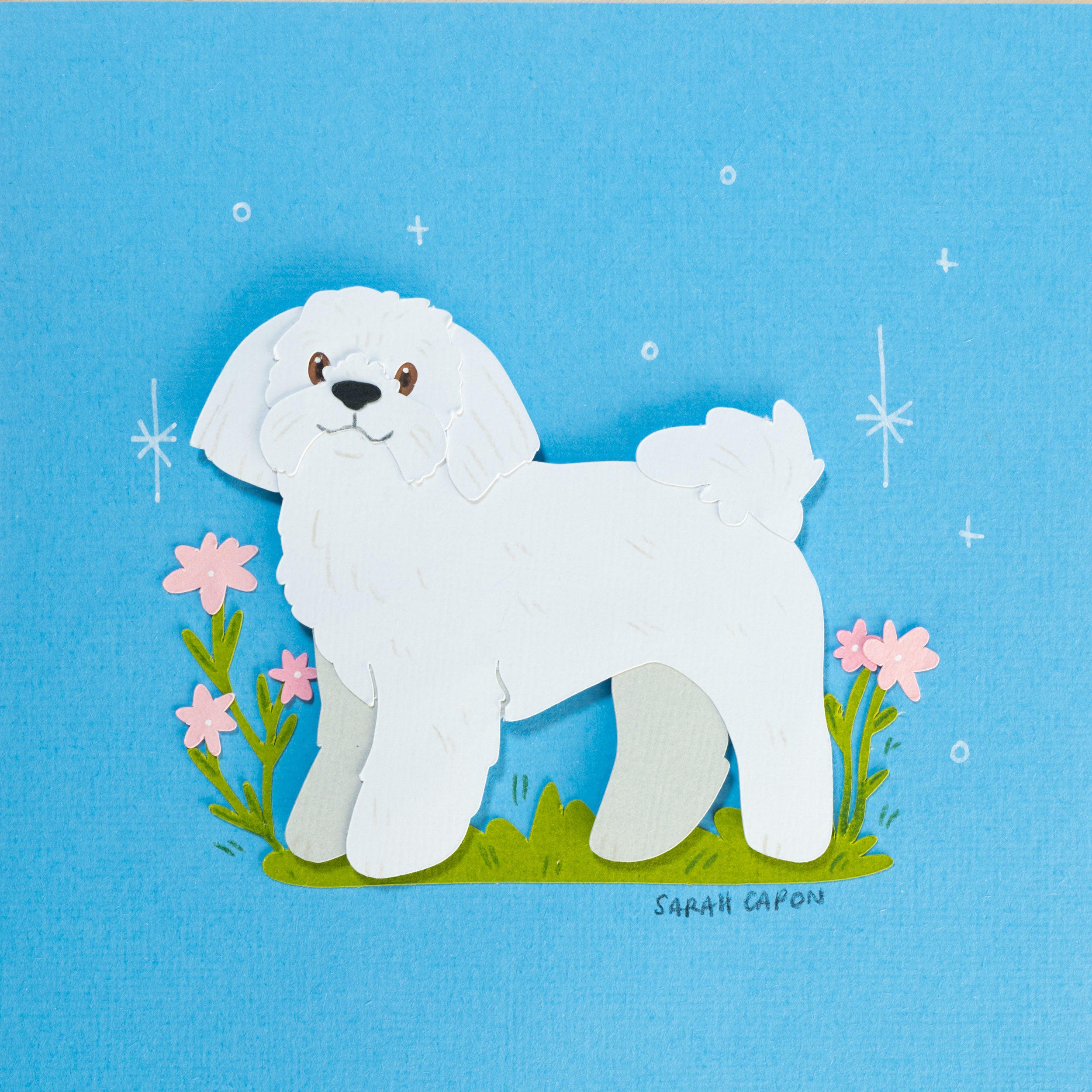Shih Tzu