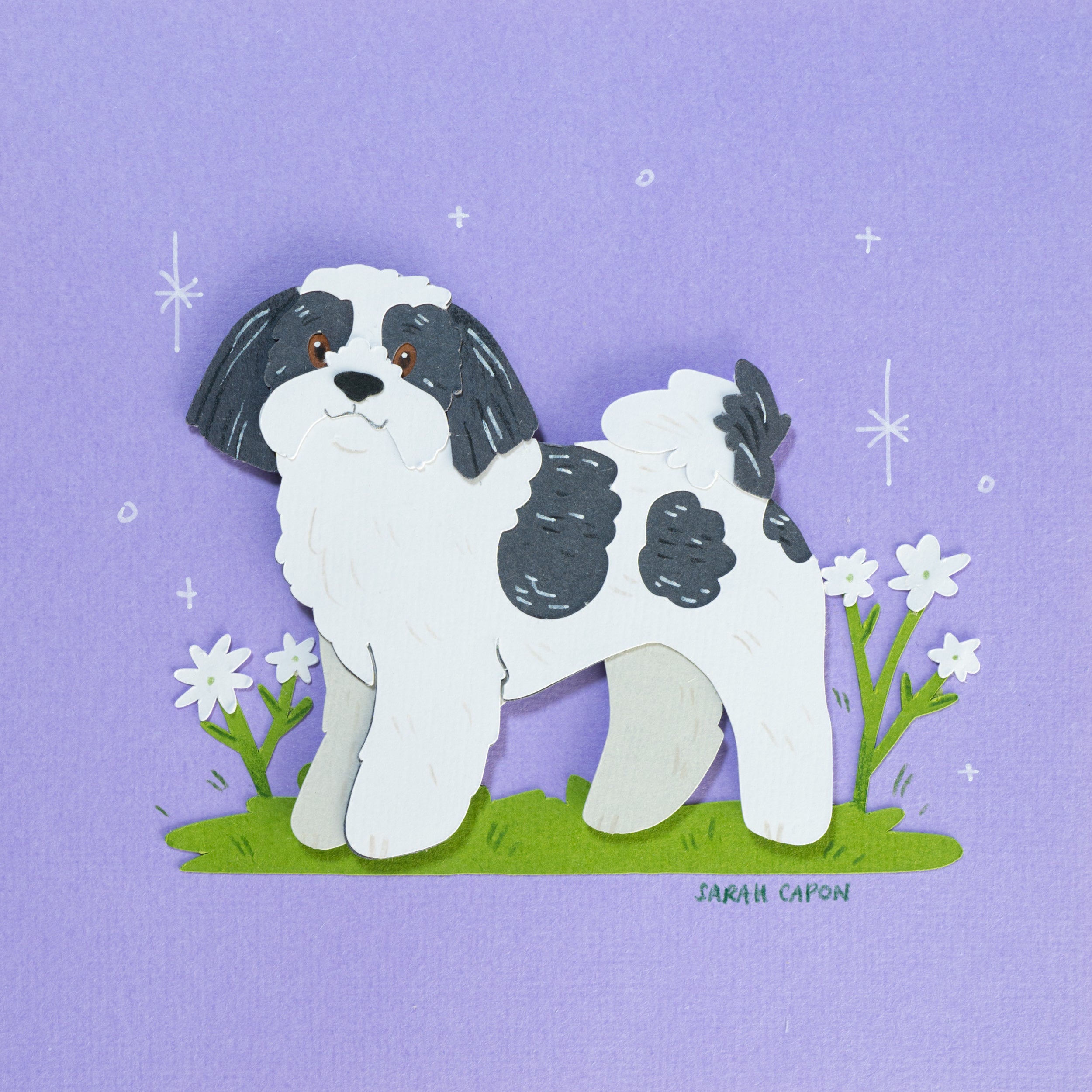 Shih Tzu